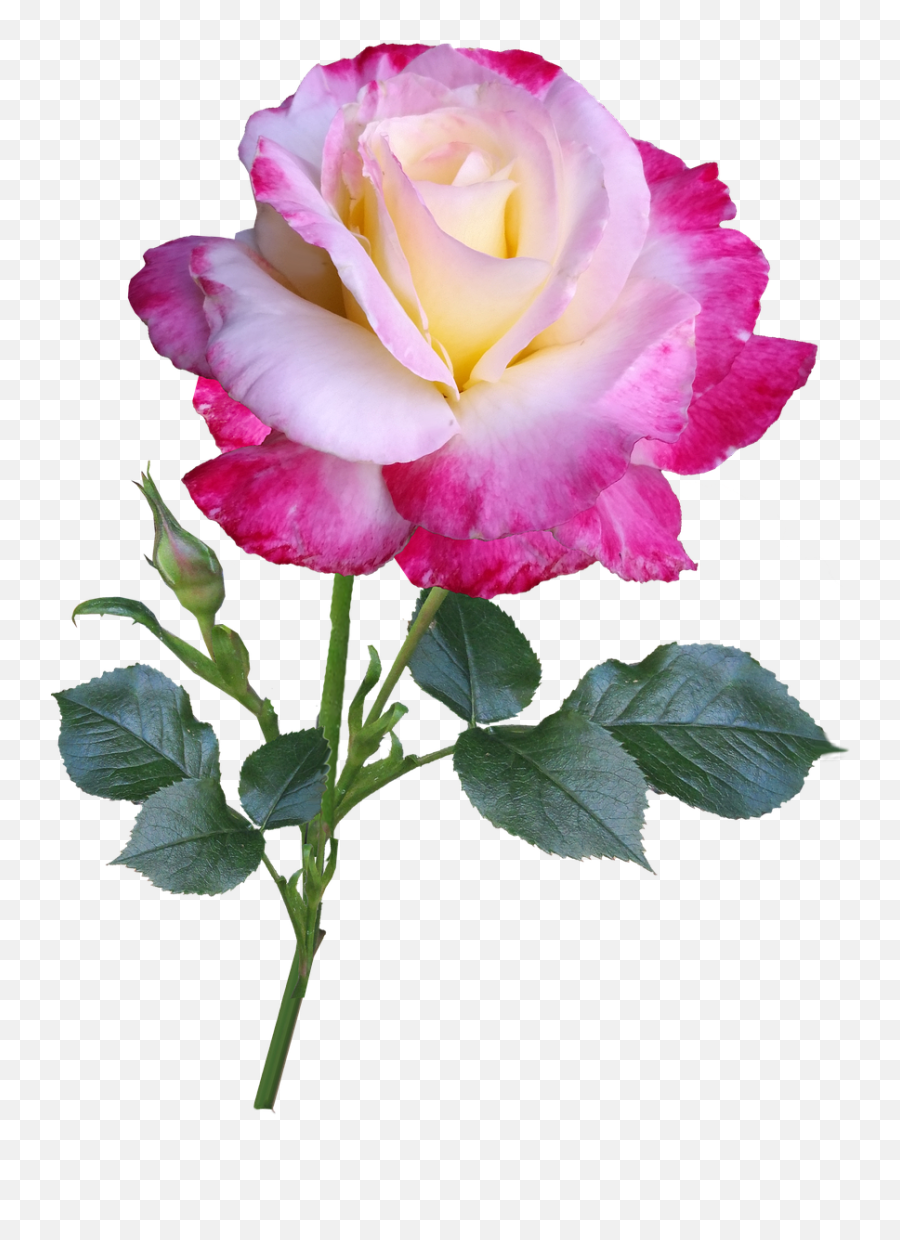 Roseflowerstemdouble Delightcut Out - Free Image From Double Rose Flower Png,Flower Stem Png