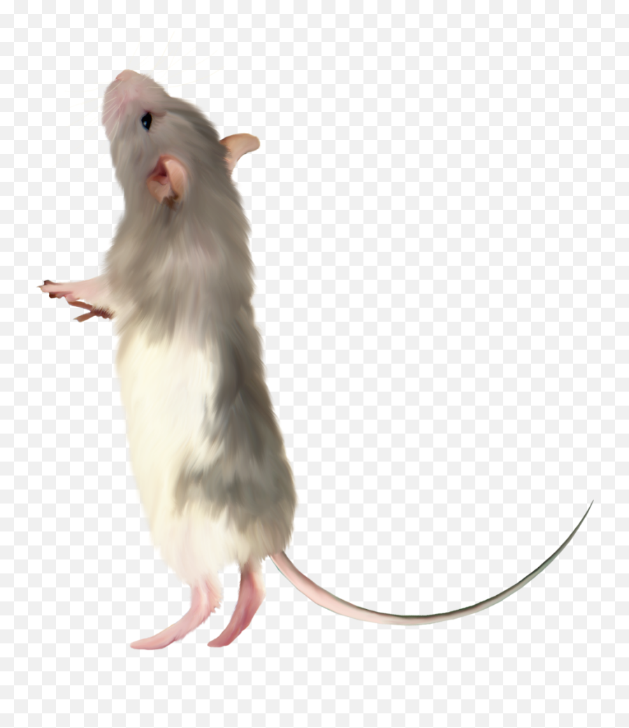 Picture - Transparent Background Mice Png,Mouse Png