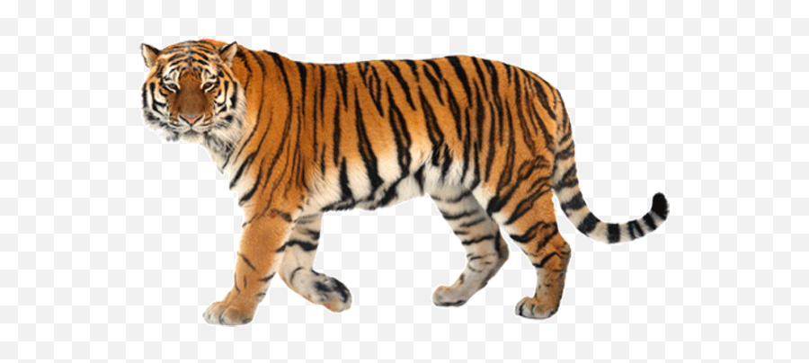 Goweblive Affordable Web Design - Siberian Tiger Png,Tiger Live Wallpaper Icon
