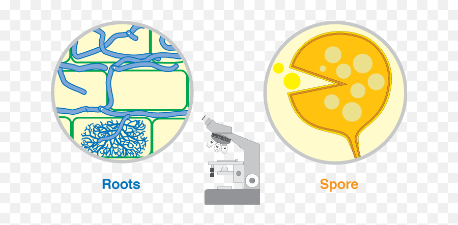 Mycorrhizal Associations Arbuscular Mycorrhizas - Dot Png,Spore Icon