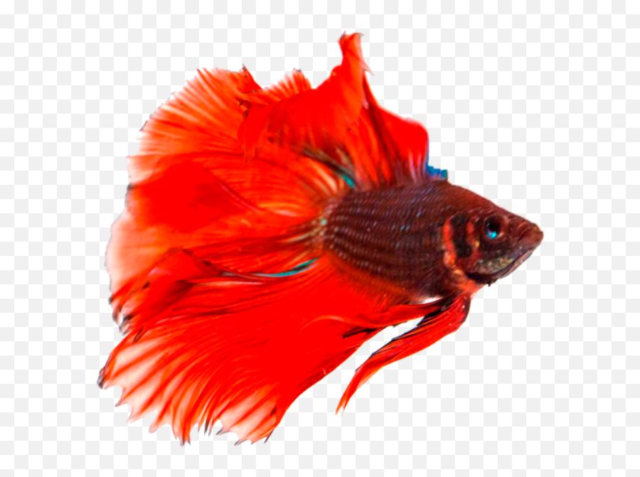 Betta Fish Png 2 Image - Transparent Background Siamese Fighting Fish Png,Fish Png