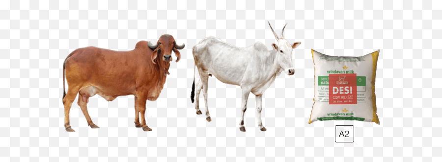 Animal - Cowfreepngtransparentbackgroundimagesfree Gir Cow Images Download Png,Cow Transparent Background