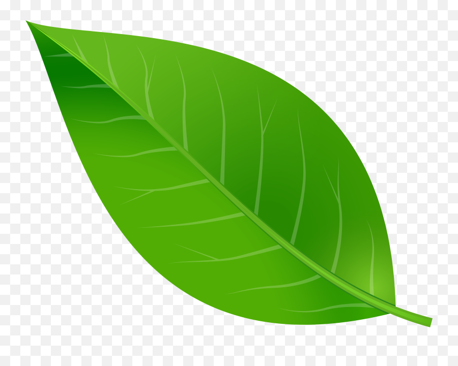 Transparent Background Clipart Leaves Png