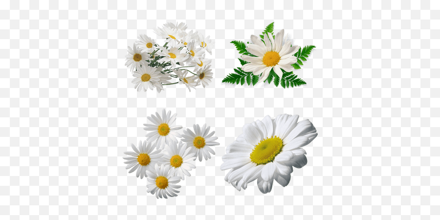 Flowers Transparent Png Images - Stickpng White Yellow Flower Png,Chamomile Png