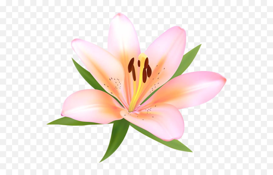 Lily Flowers Clipart - Alstroemerias Png,Lily Transparent Background