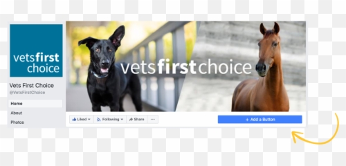 Add A Shop Now Button Your Facebook Page U2013 Covetrus - Stallion png