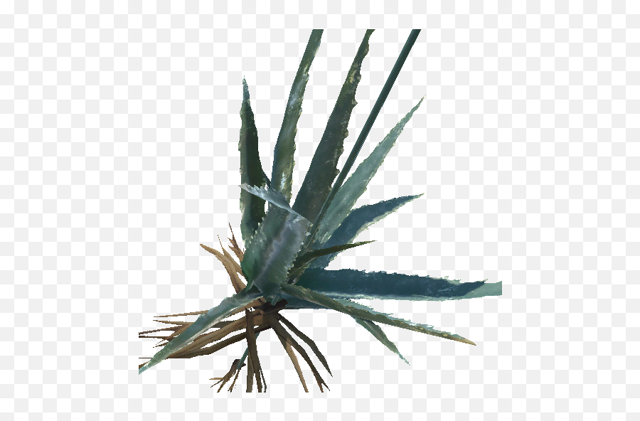 Aloe - Agave Azul Png,Aloe Png
