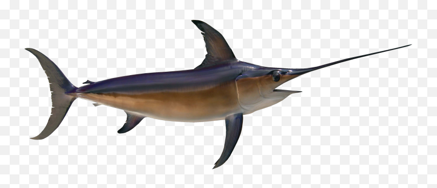 Swordfish - Swordfish Head Png,Swordfish Png