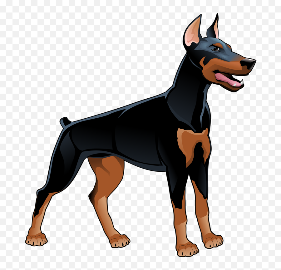 Download Hd Hund Animal Illustrations - Doberman Clipart Png,Doberman Png