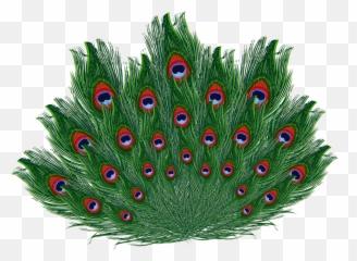 Free transparent peacock feather png images, page 1 