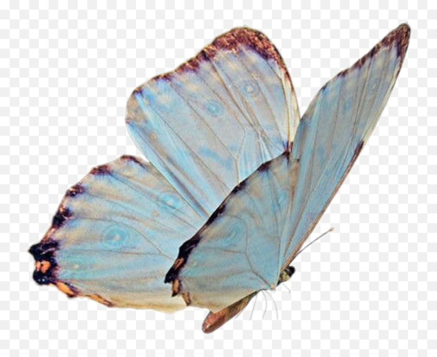 Download Butterfly Png Niche Nichememe - Niche Meme Transparent,Butterfly Png Images