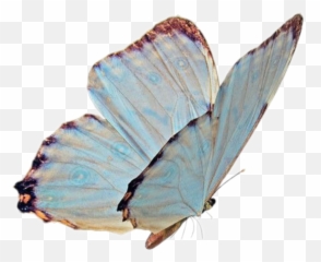 Download Butterfly Png Niche Nichememe - Meme Transparent