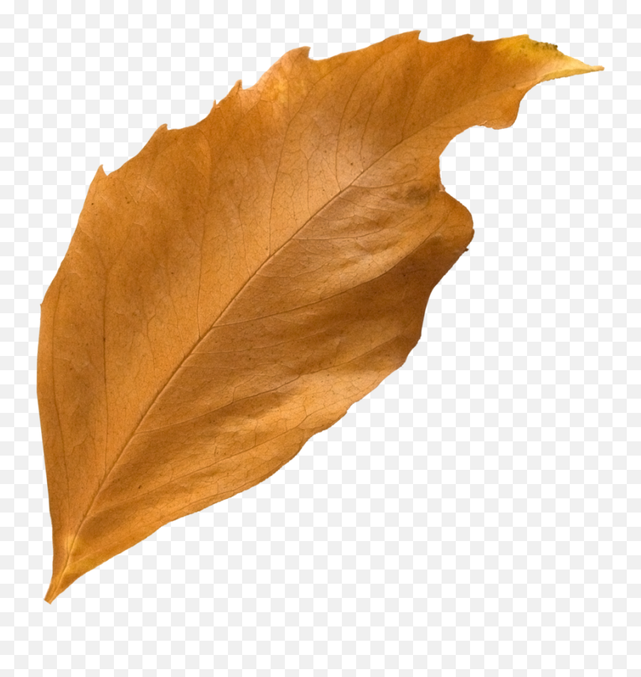 Download Fall Leaf Png Transparent - Uokplrs,Falling Leaf Png