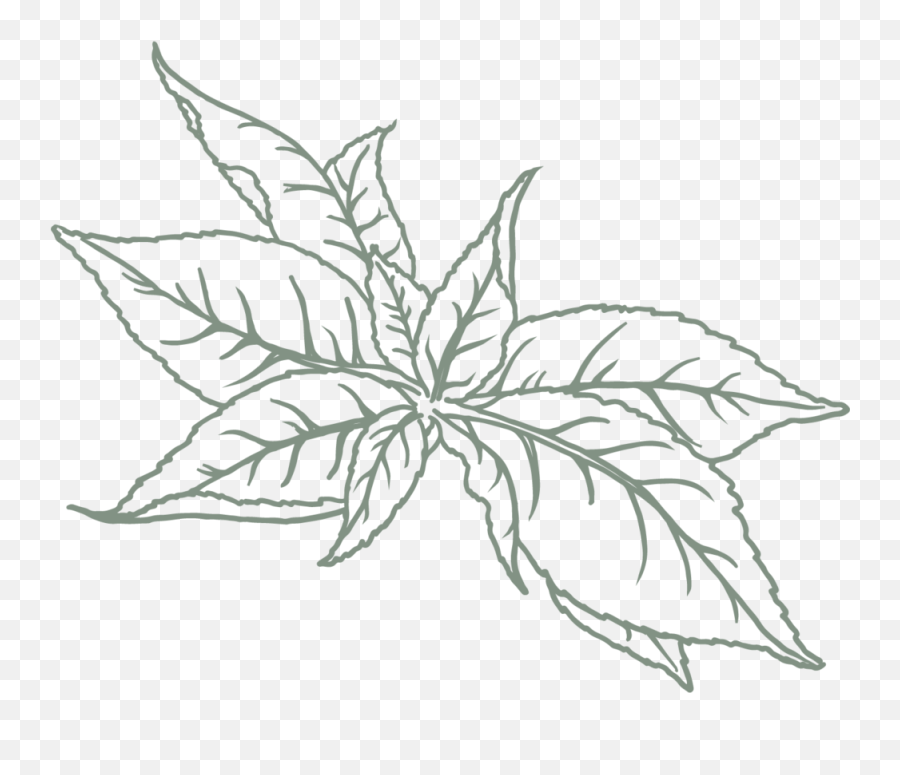 Oregonic Tonic - Craft Kombucha In Portland U2014 Our Flavors Drawing Ficus Tree Vector Png,Green Tea Png