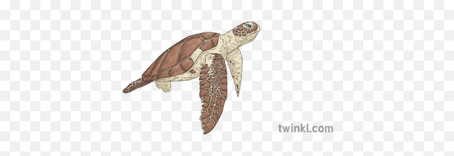 Sea Turtle Illustration - Twinkl Twinkl Turtle Illustration Png,Sea Turtle Png
