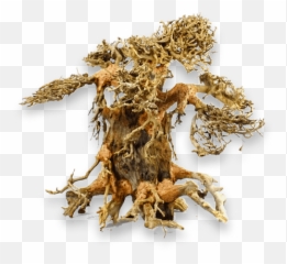 Download Whatu0027s Bonsai Driftwood - Driftwood Bonsai Tree Png Dry,Driftwood Png