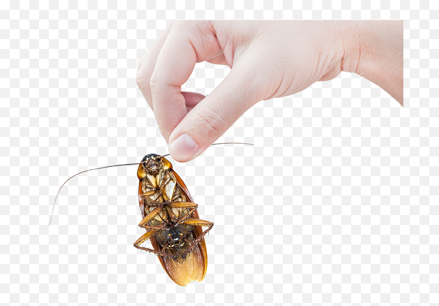 Fumigación De Cucarachas En Panamá - Cockroach Full Size Hand Holding A Cockroach Png,Cockroach Png