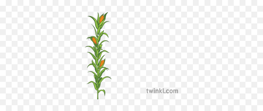 Corn Plant Science Ecology Food Farming - Vertical Png,Corn Plant Png