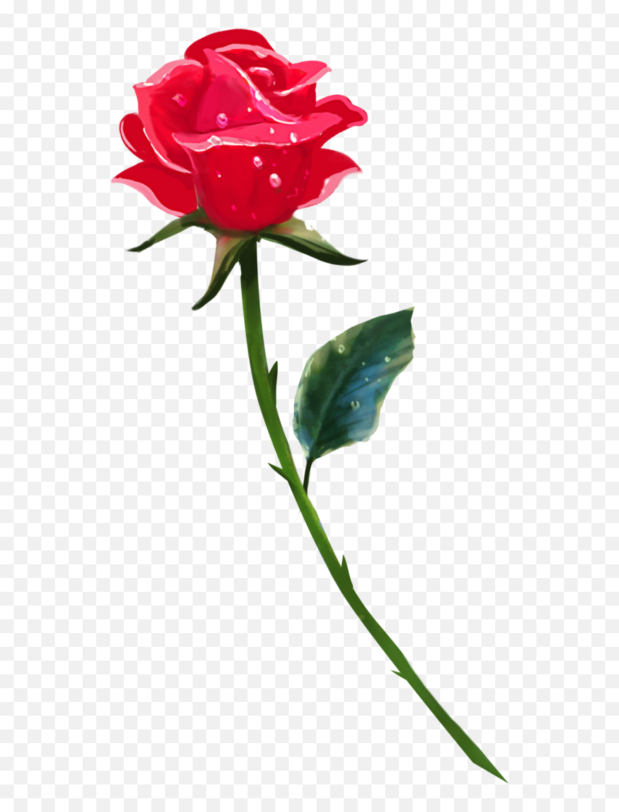 Single Rose Png Background Image - Single Rose Flower Png,Single Rose Png