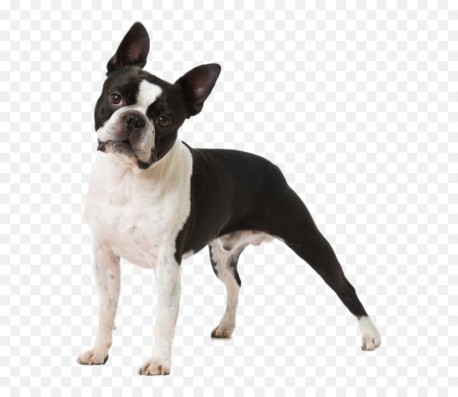 Boston Terrier Zoetis - Boston Terrier Preço Png,Boston Terrier Png