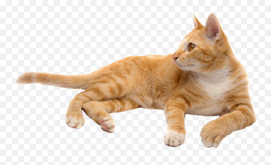 Cat Png - Cat Transparent Background,Transparent Cat