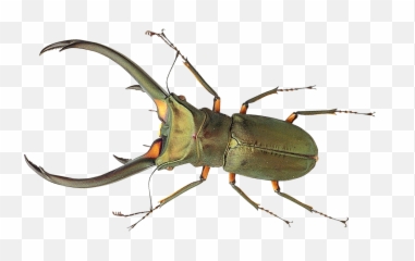 Bug Png Transparent Image