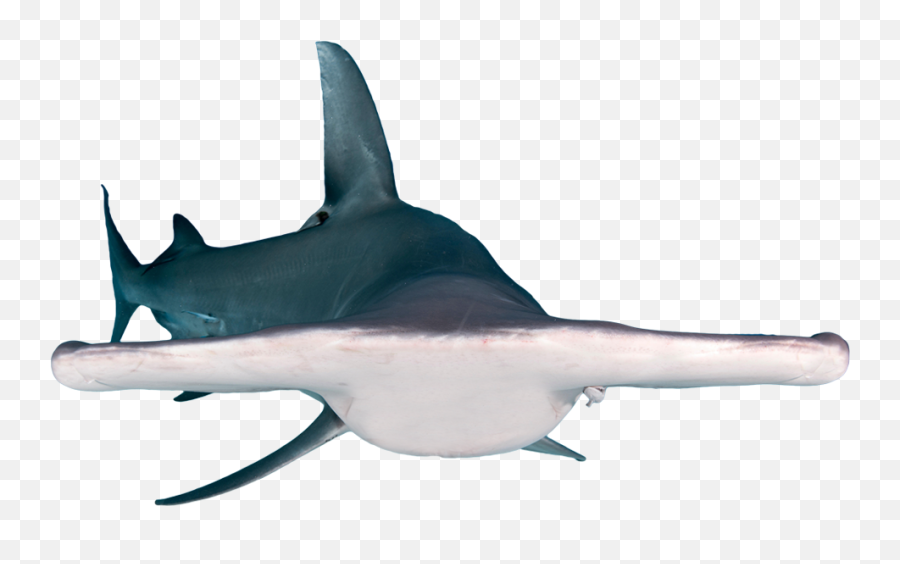 Download Record Hammerhead Shark - Sharks Png,Shark Png