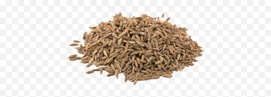 Everyday Life - Iu0027m Living It Cumin Seeds Png,Wampserver Icon Stays Red