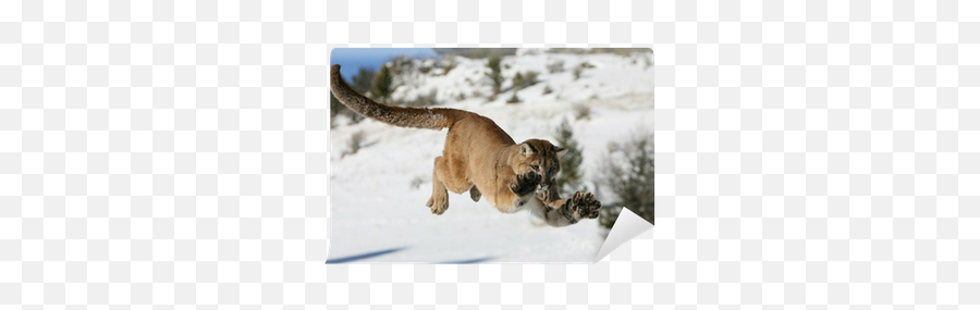 Wall Mural Mountain Lion Jumping - Pixersus Png,Mountain Lion Icon