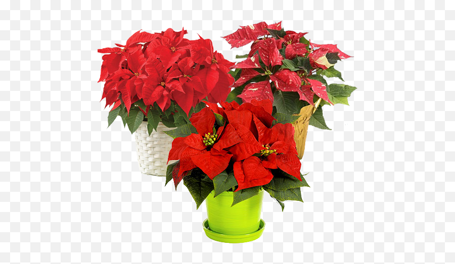 Download Hd Unique Christmas Plants - Poinsettia Png,Poinsettia Png