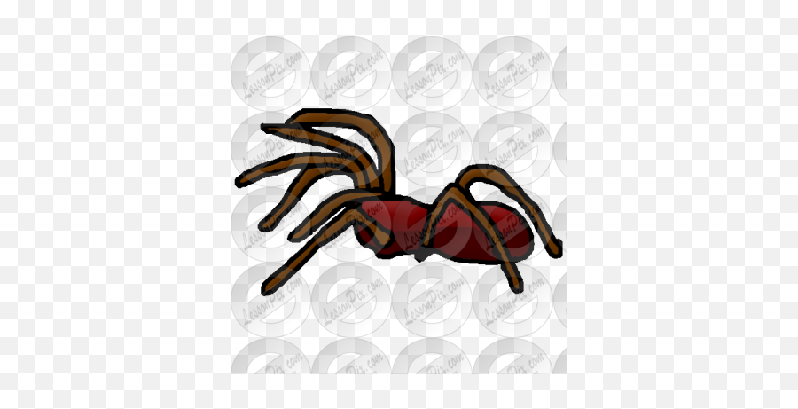 Spider Picture For Classroom Therapy Use - Great Spider Tarantula Png,Spider Clipart Png