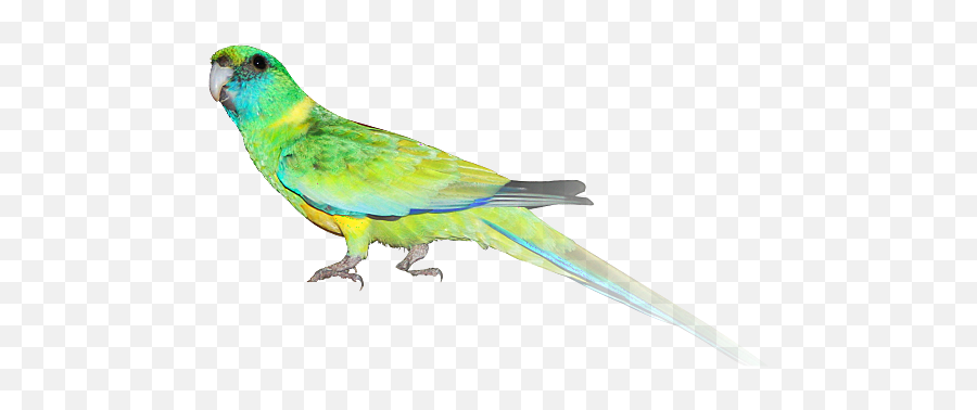 Download Hd Indian Parrot Png - Cloncurry Parakeet Macaw,Pirate Parrot Png