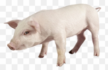 Download Hd Piglet - Cow On White Background Transparent PNG