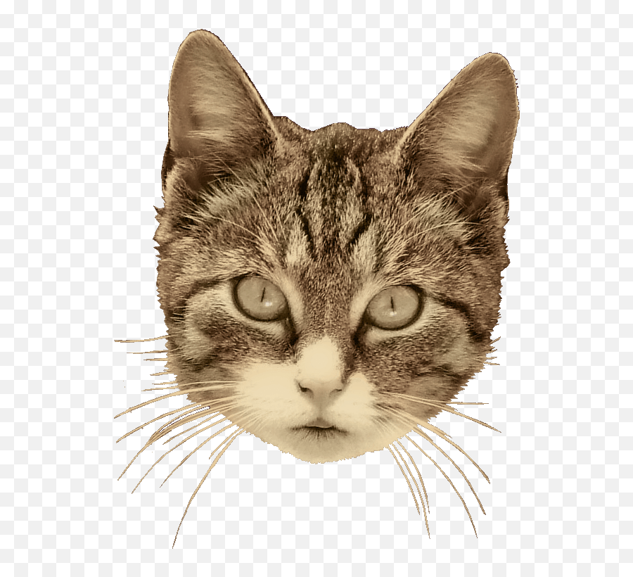 Digital Collage - Gif Png,Cat Head Png