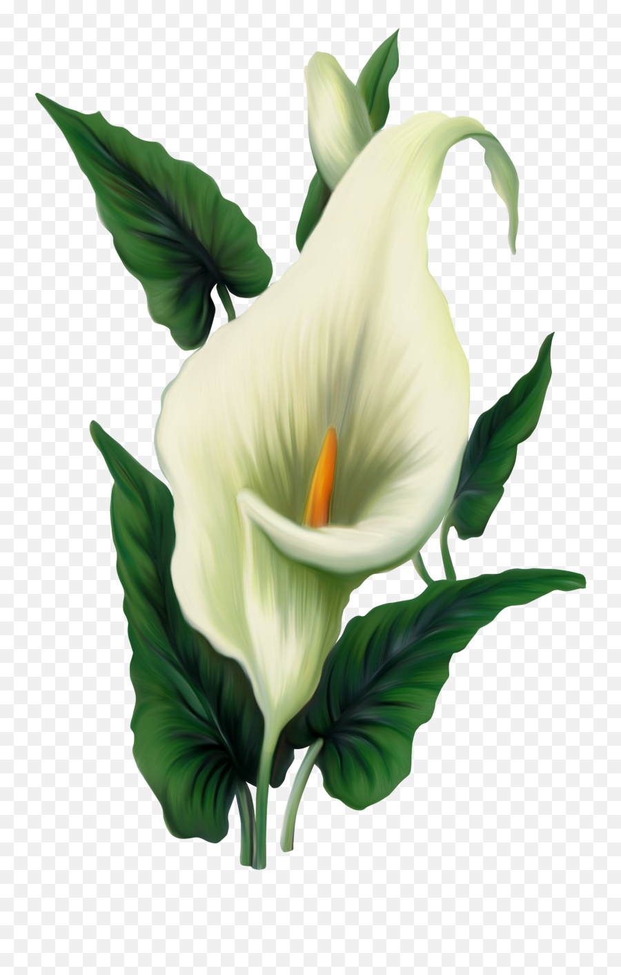 Lilies Transparent Png 46478 - Free Icons And Png Backgrounds Flower Peace Lily Png,Lily Transparent Background