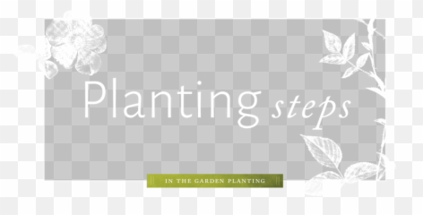 Planting The Knock Out Family Of Roses - Plants Contact Us png