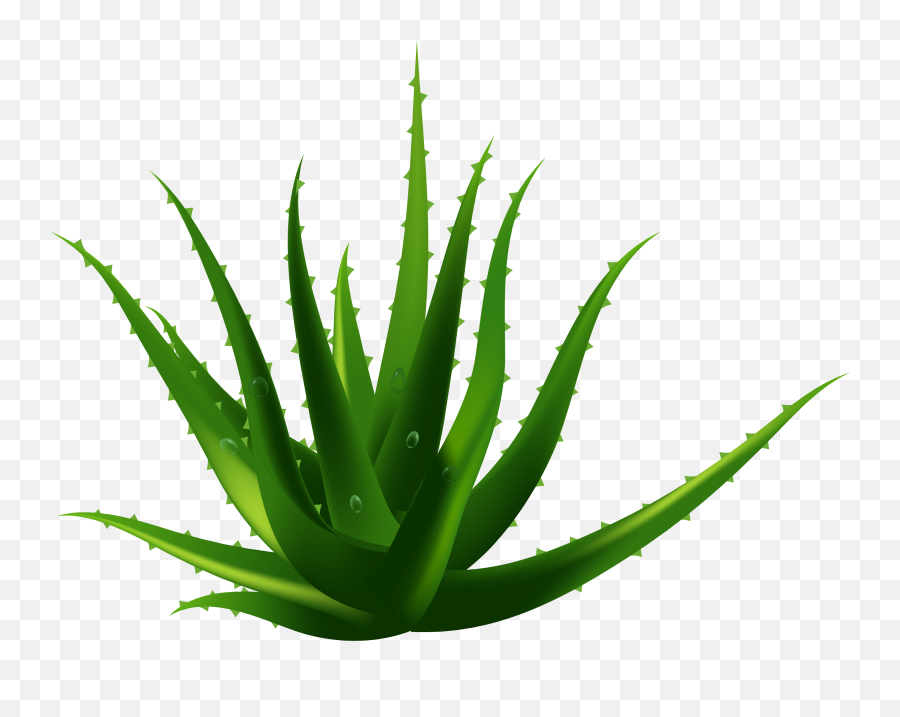 Planta De Aloe Vera Euclidiana Del - Transparent Aloe Vera Png,Aloe Png