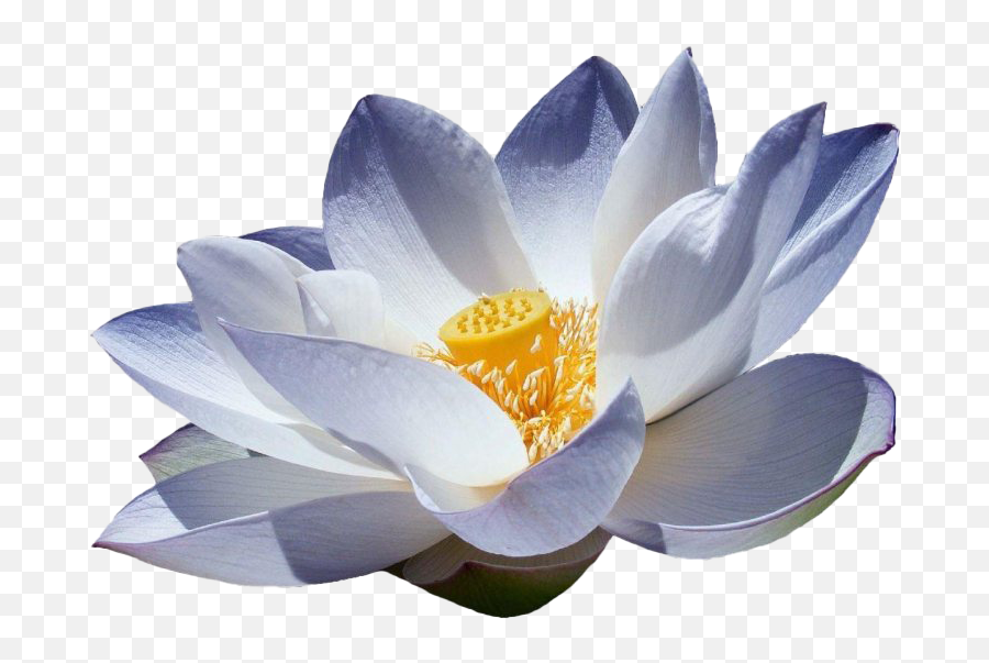 Lotus Flower Png Picture - Blue Lotus Flowers Png,Lotus Flower Png