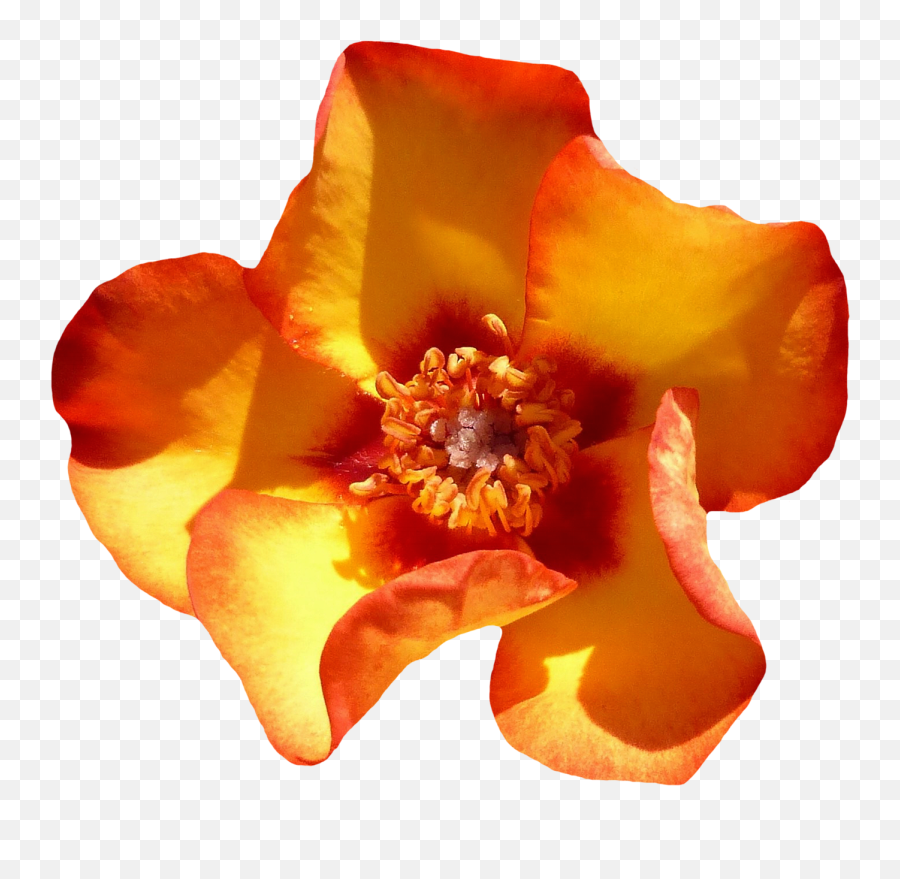 Download Yellow Rose Flower Top View Png Image For Free - Flower,Rose Flower Png