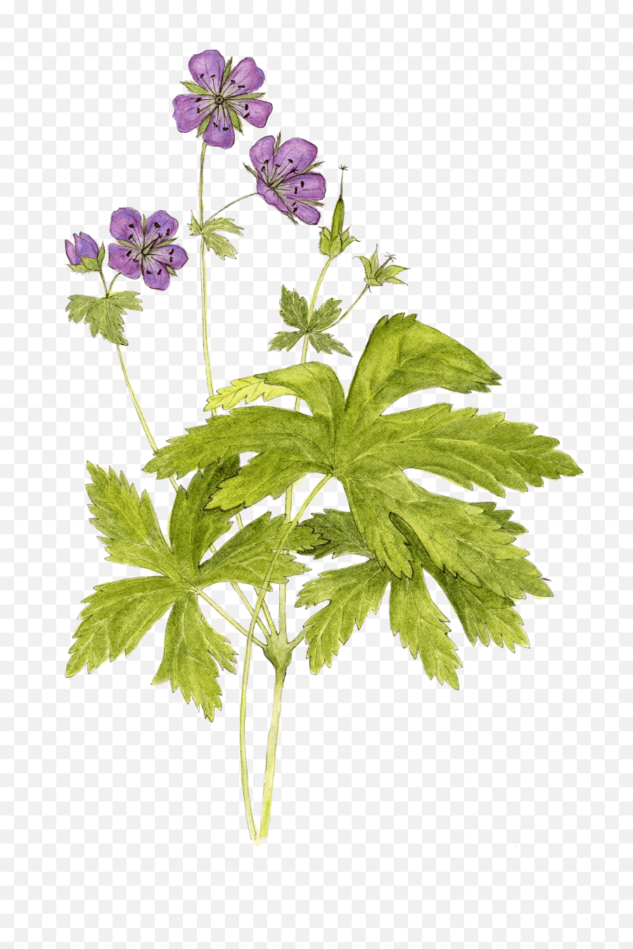Wildflower Of The Year 2020 Wild Geranium - Geranium Maculatum Wild Geranium Png,Ground Cover Png