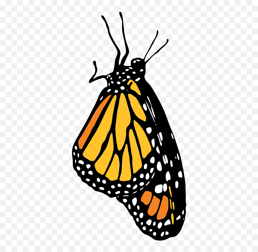 Download Vector - Monarch Vectorpicker Monarch Butterfly Clipart Png,Monarch Png
