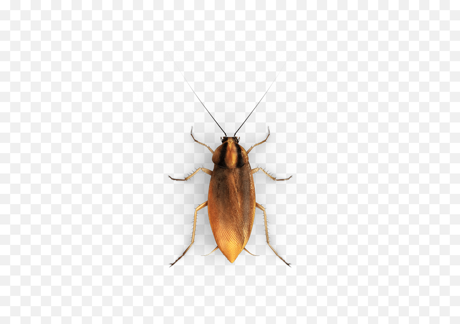 Roach Drawing Realistic Transparent U0026 Png Clipart Free - Small Roach,Cockroach Png