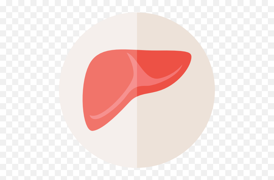 Medical Organ Anatomy Liver - Liver Anatomy Transparent Background Png,Liver Icon