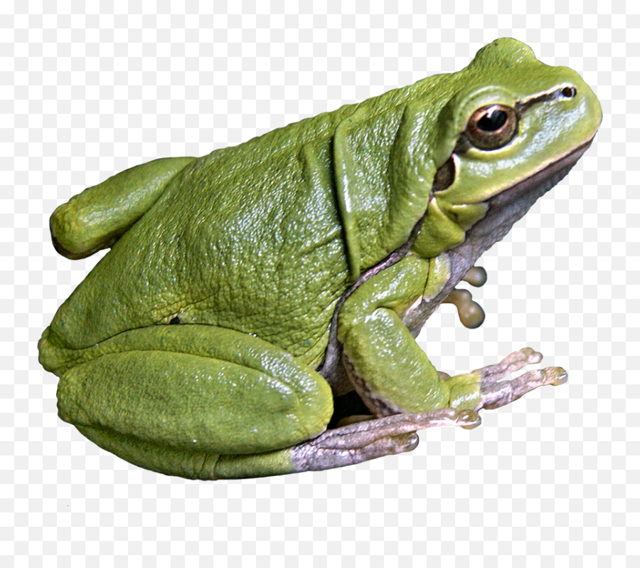 Frog Images Png Outline - Frog Png,Transparent Frog