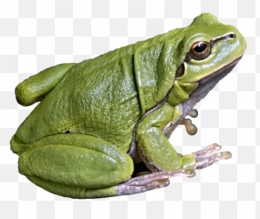 Frog Images Png Outline