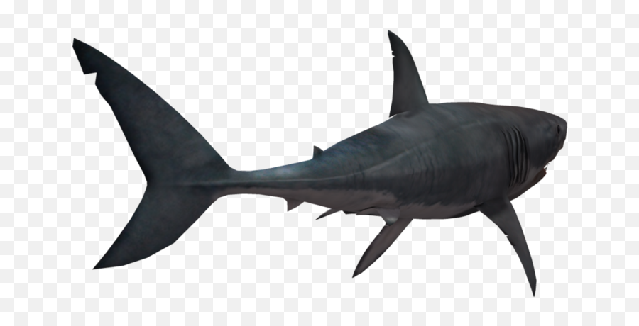 Shark Png Transparent Image - Sharks Transparent Background Png,Shark Png