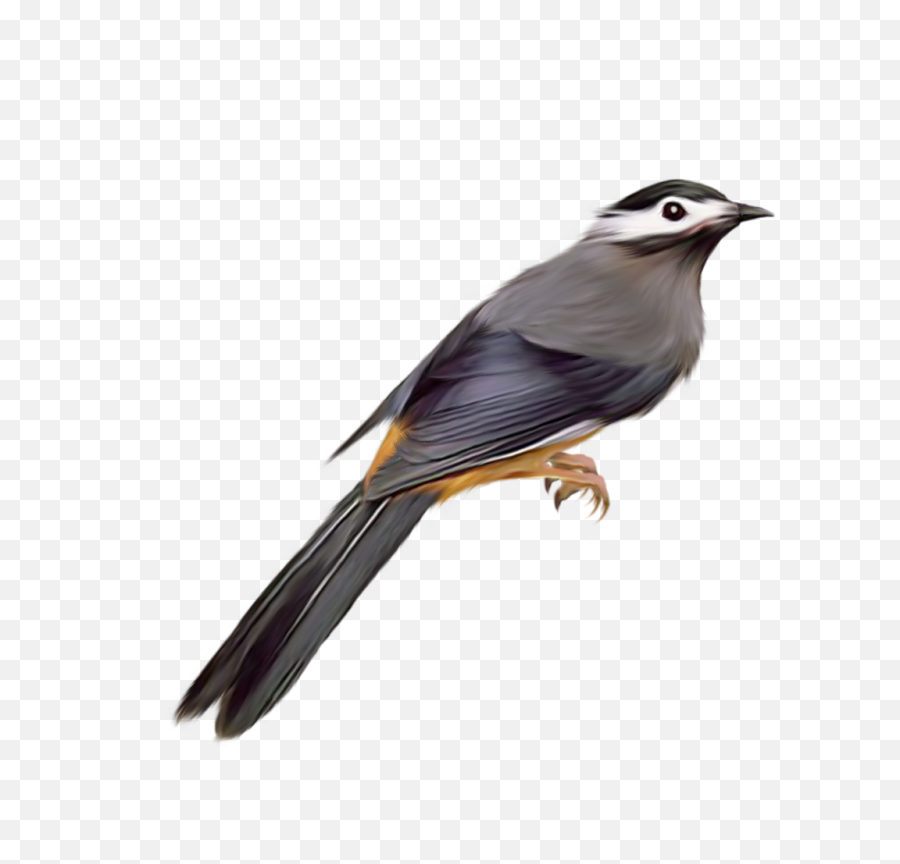 Parrot Clip Art Transparent - Cuckoo Bird Transparent Bird Photos For Photoshop Png,Parrot Transparent Background