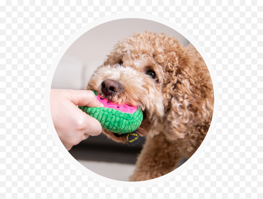 Home - Trustypup Dog Toy Png,Icon For Dog Toy