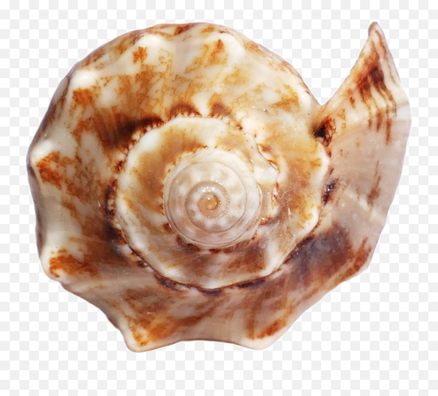 Seashell - Sea Ocean Shell Png Download 11661022 Free Sea Transparent Shell,Sea Shell Icon