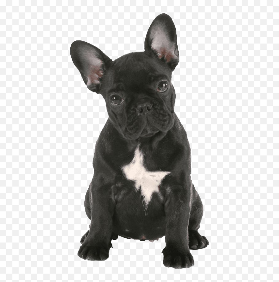 French Bulldog Png Transparent Images - Cute Animals With White Background,Bulldog Transparent Background